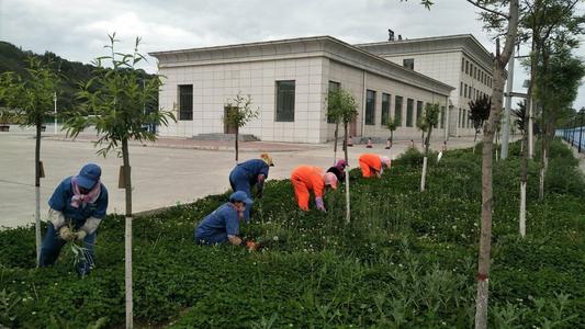 斯菲爾綠化養護現場